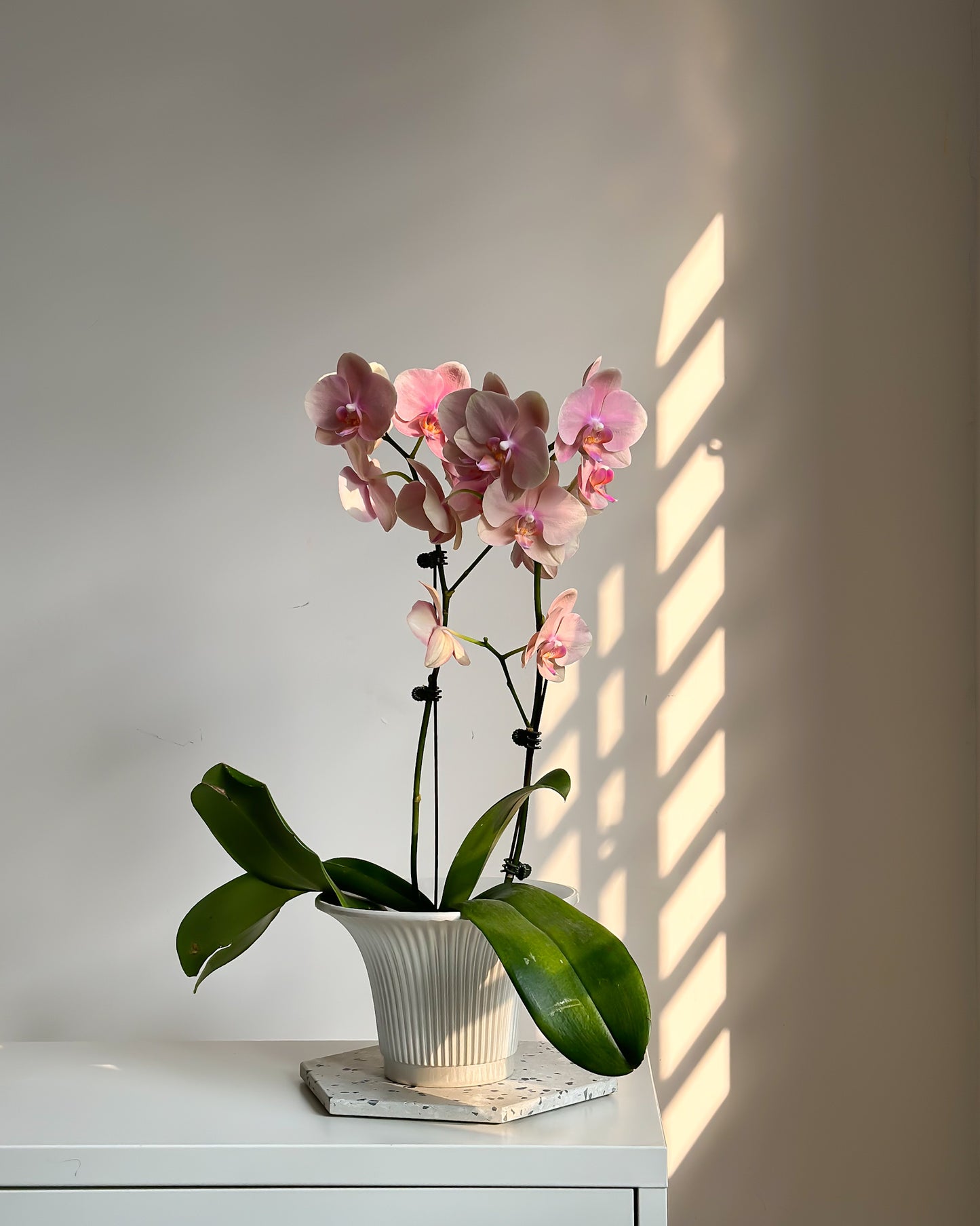 Phalaenopsis Nadion
