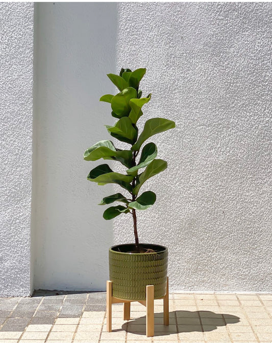 Fiddle Leaf Fig styled with Plaid Planter