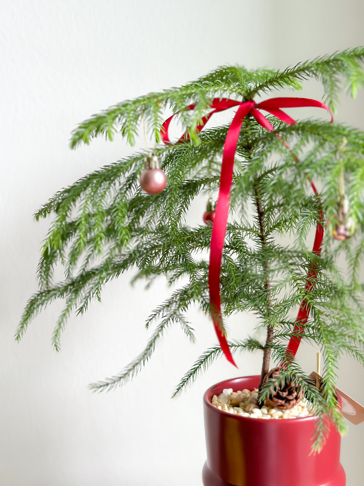 Norfolk Island Pine