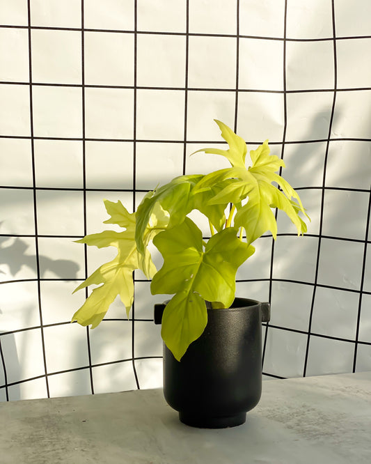 Philodendron Selloum Gold styled with Black Midi Planter