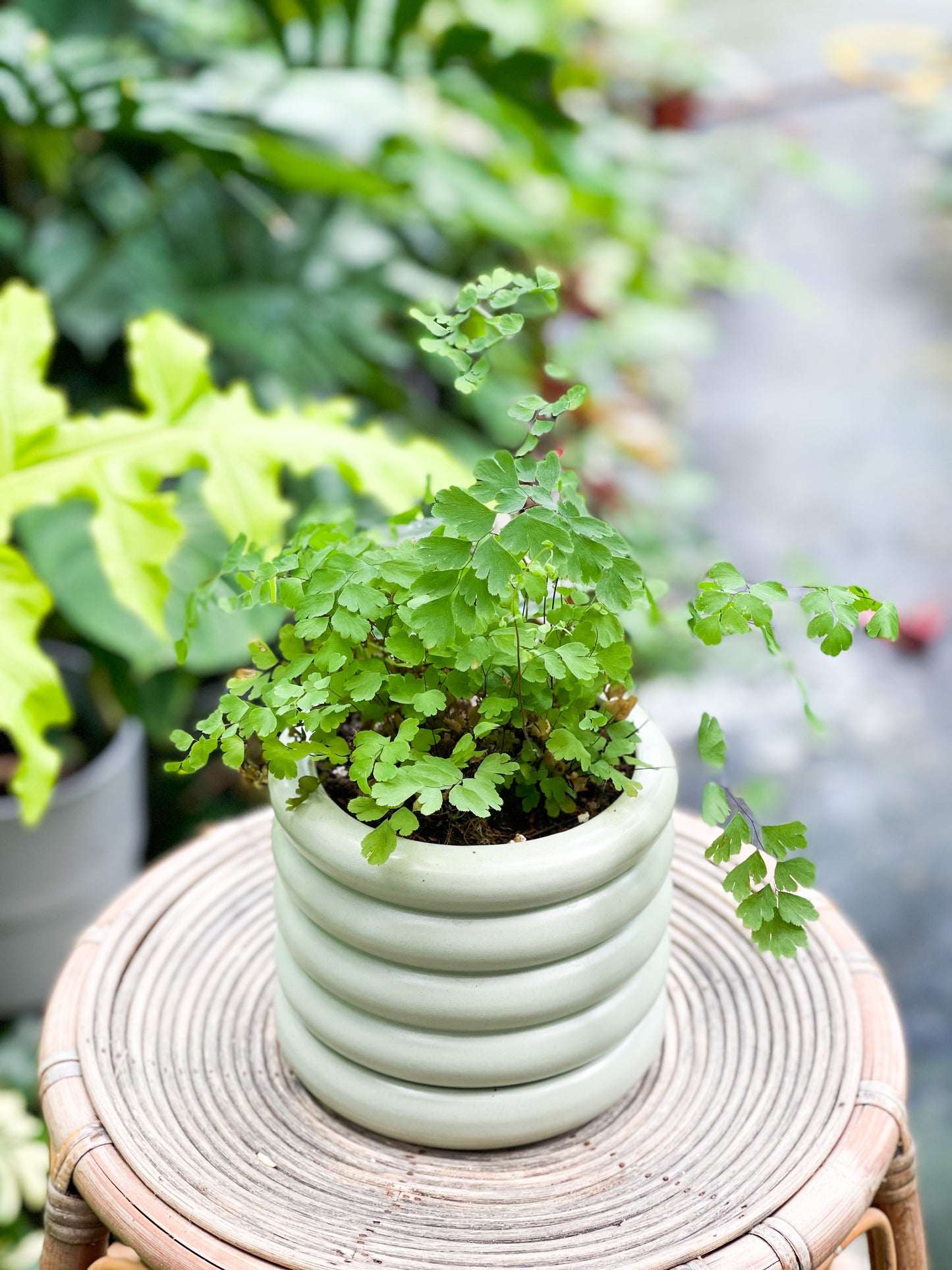 Maidenhair Fern style with Mint Michelin Planter