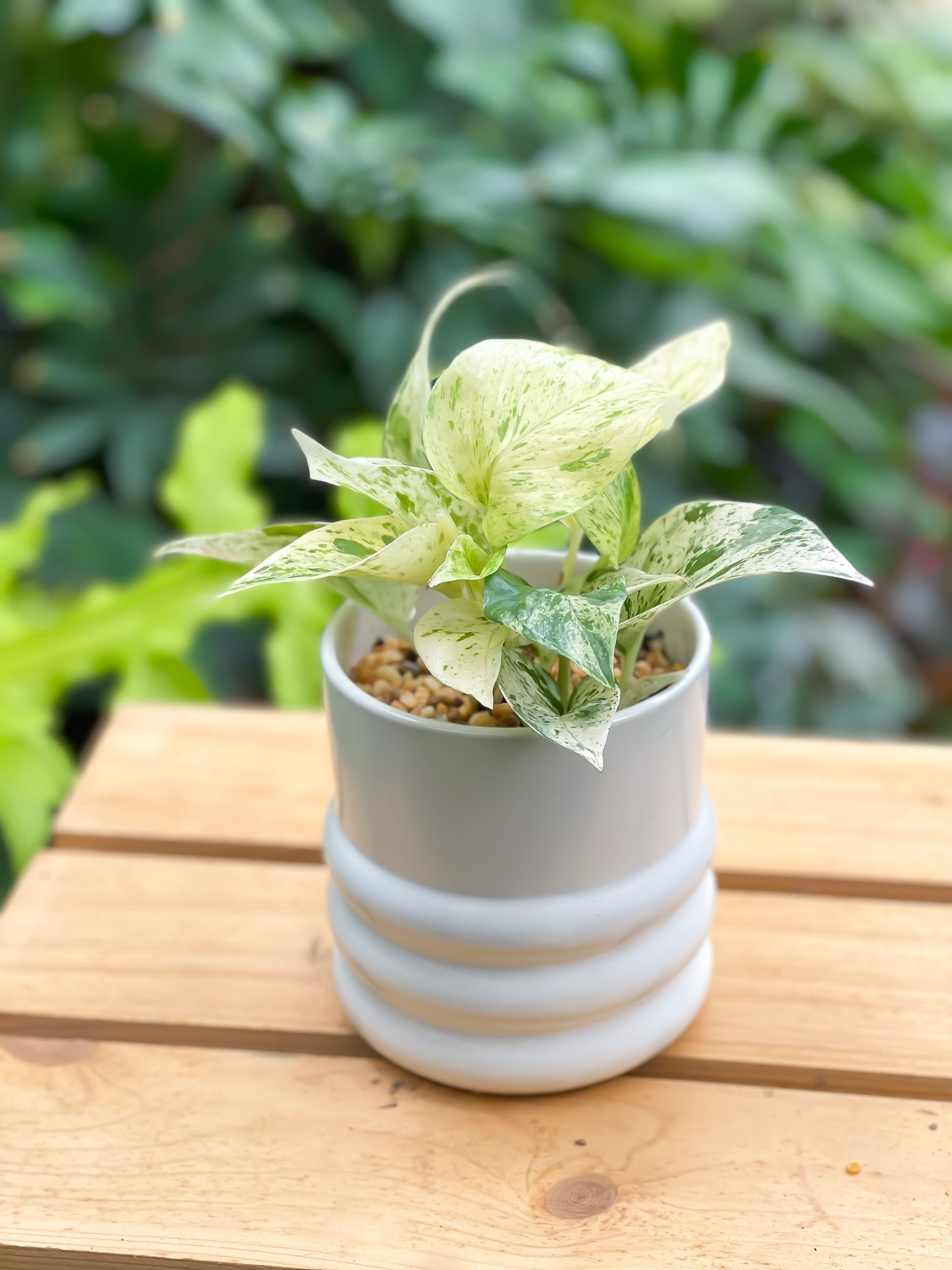 Marble Queen Pothos styled in Tin Planter
