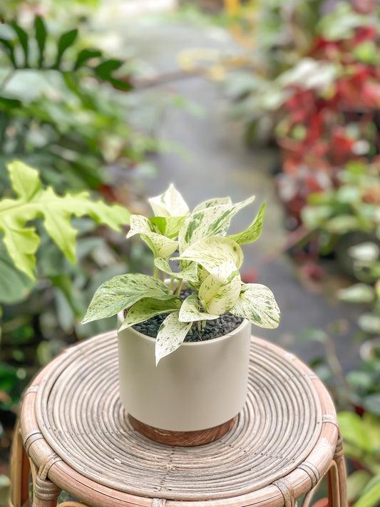 Marble Queen Pothos styled in White Wooden Planter