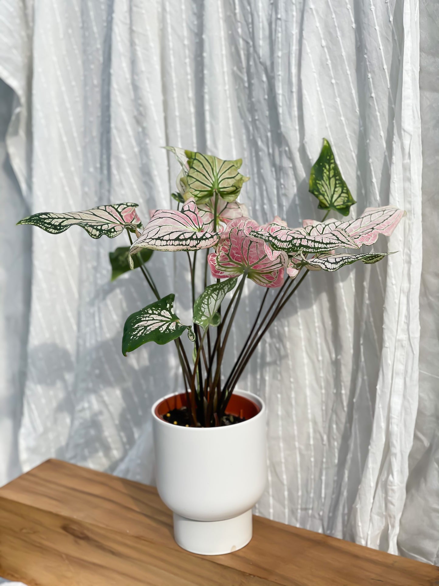 Caladium ‘Thai Beauty’ with White U Planter