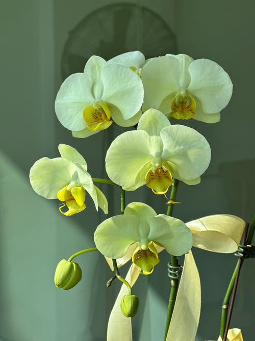 Aurora Yellow Orchid