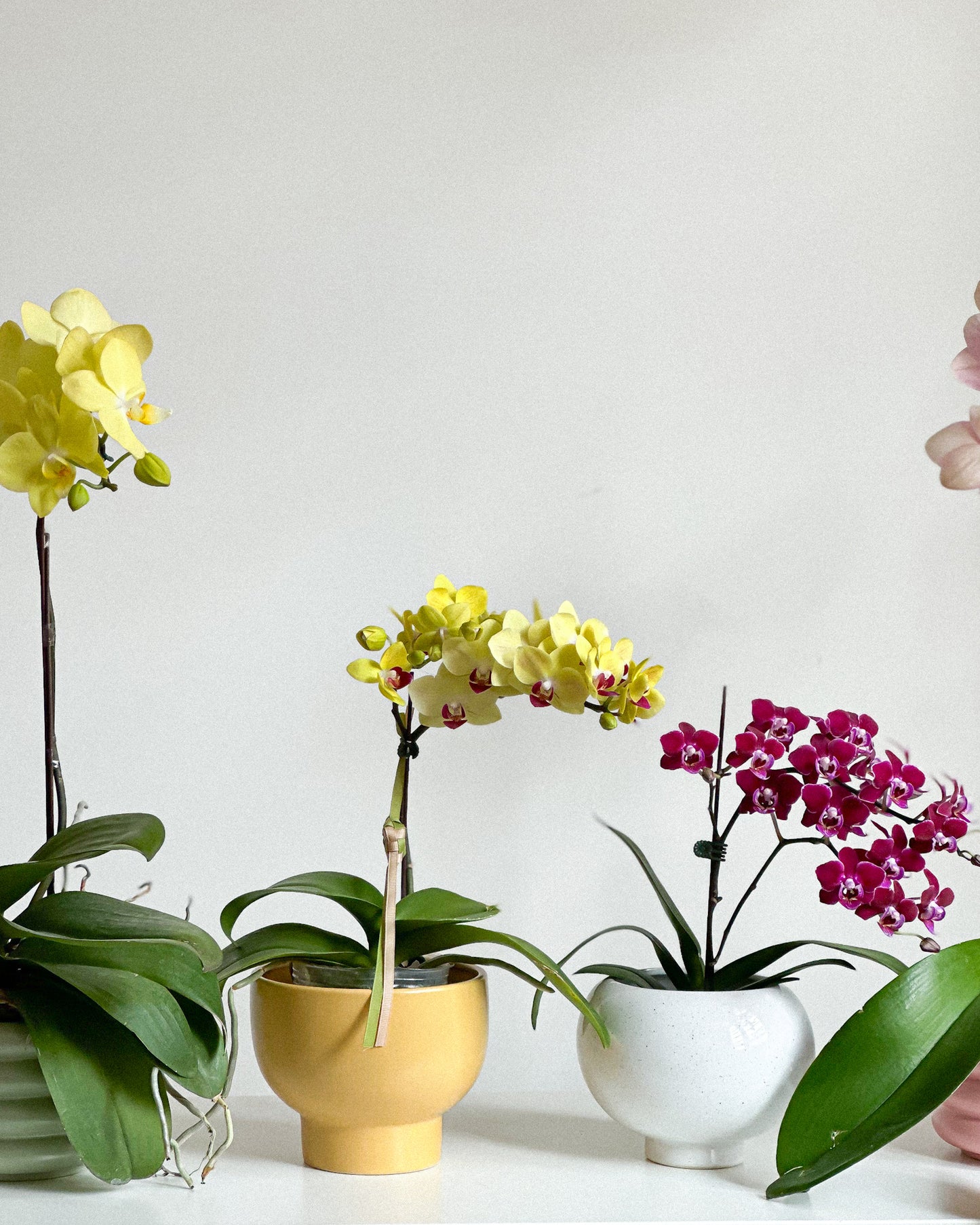 Miniature Phalaenopsis Violet