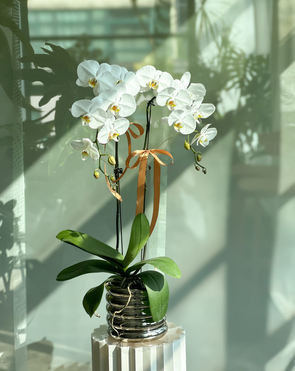 Silver Serenity Orchid