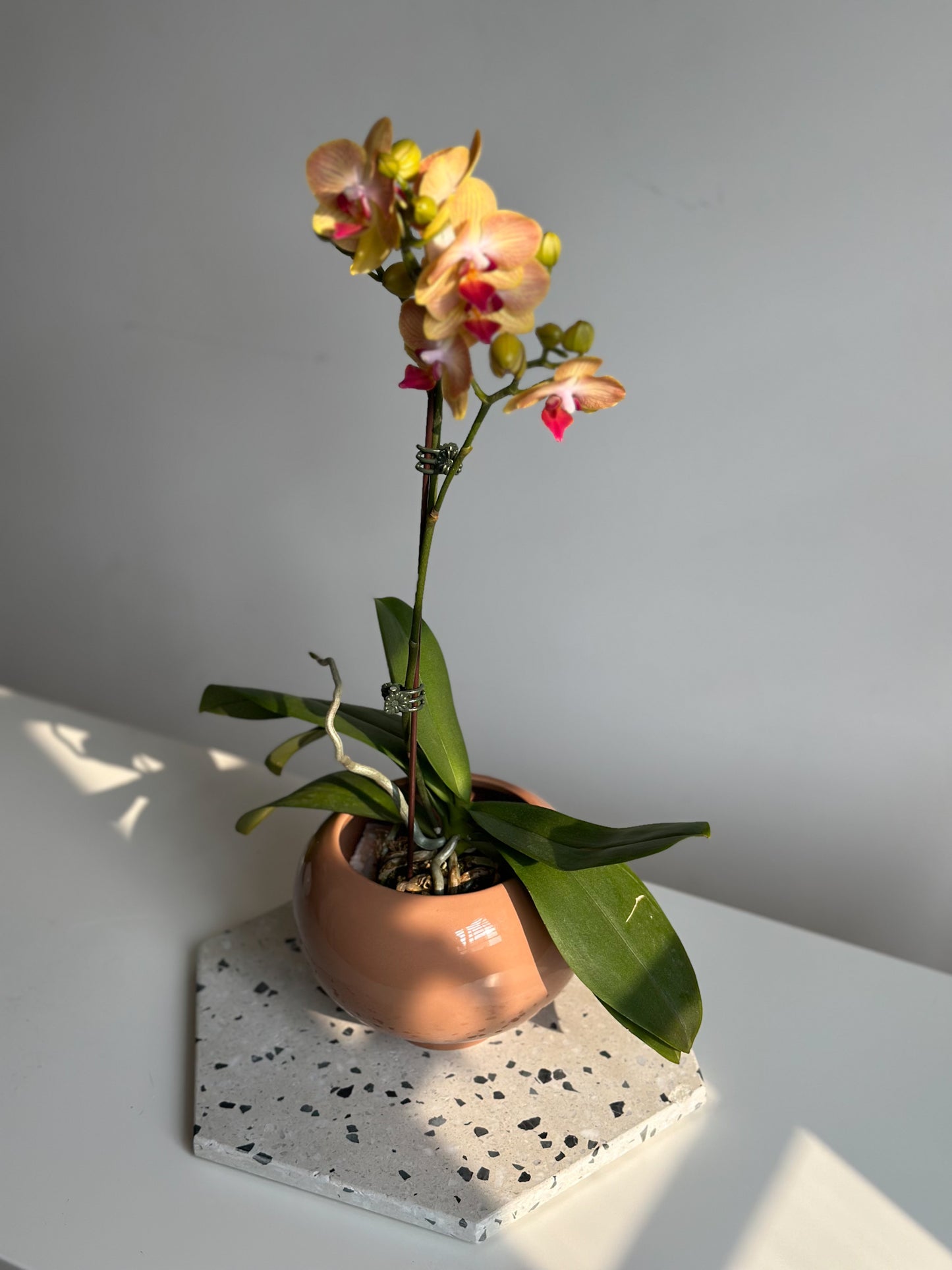 Miniature Phalaenopsis Tangerine