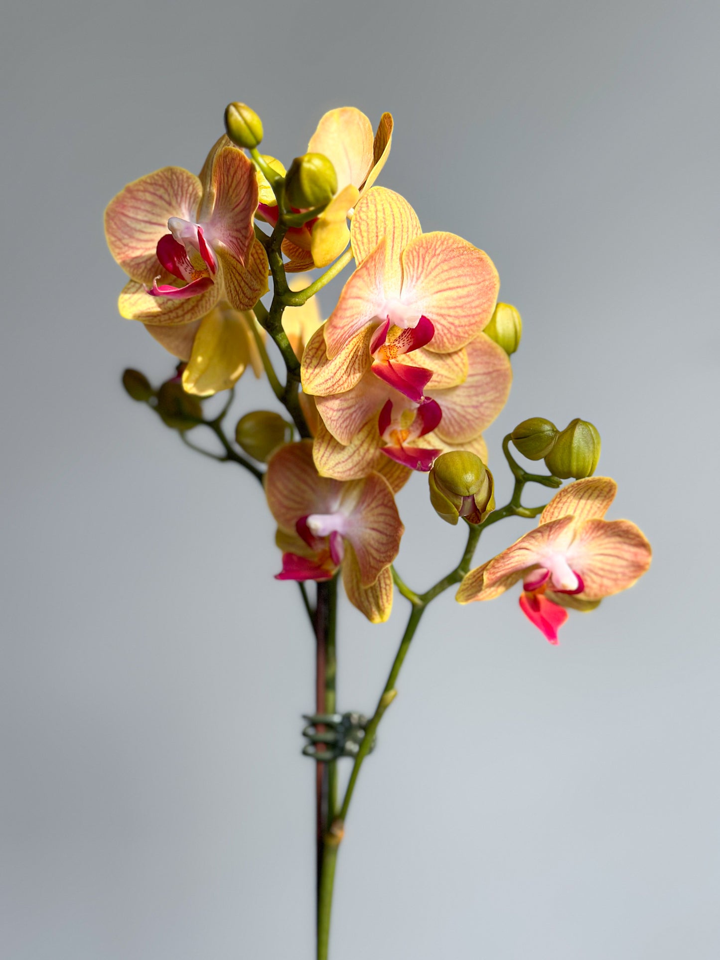 Miniature Phalaenopsis Tangerine