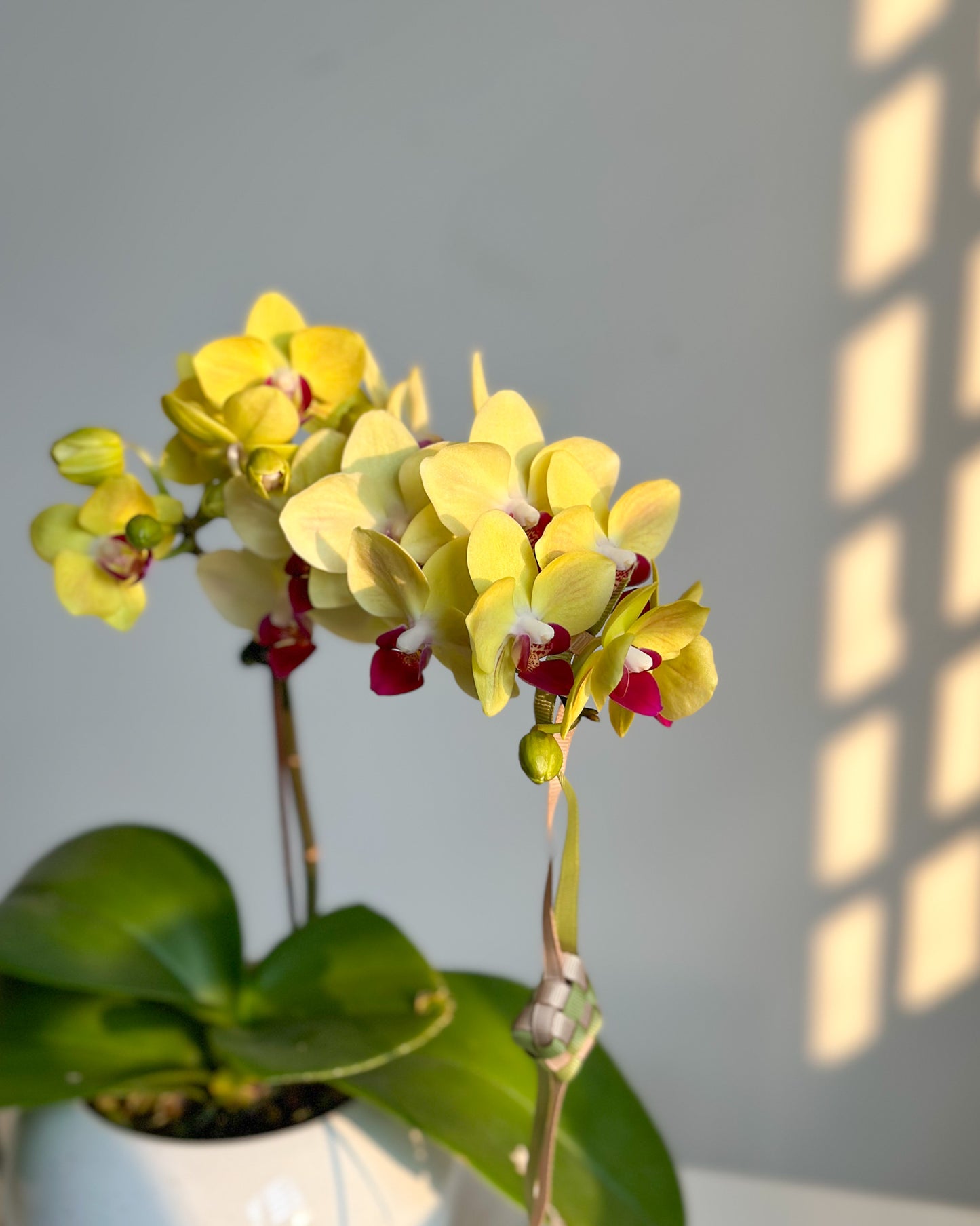 Miniature Phalaenopsis Yellow Sun