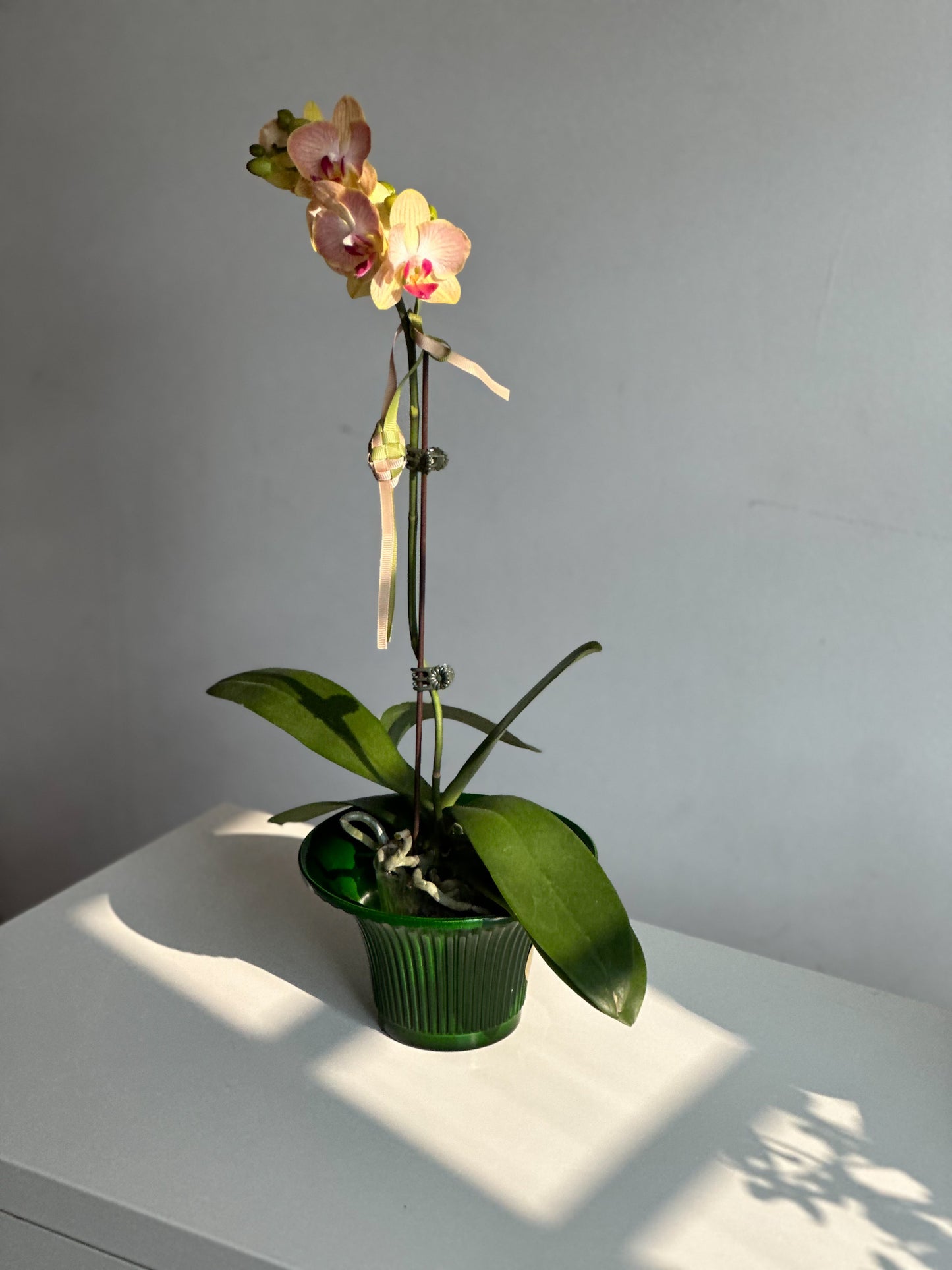 Miniature Phalaenopsis Tangerine