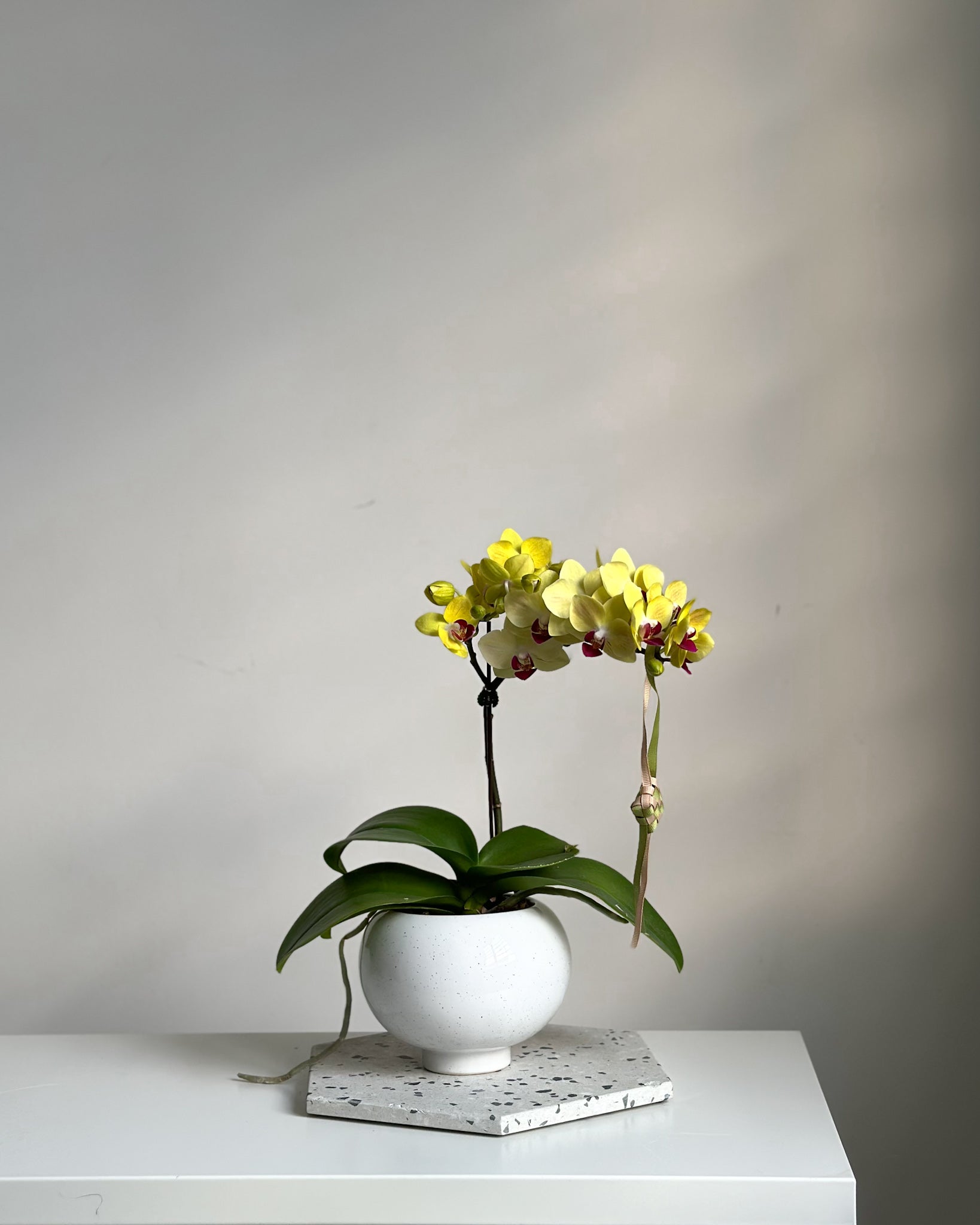 Miniature Phalaenopsis Yellow Sun