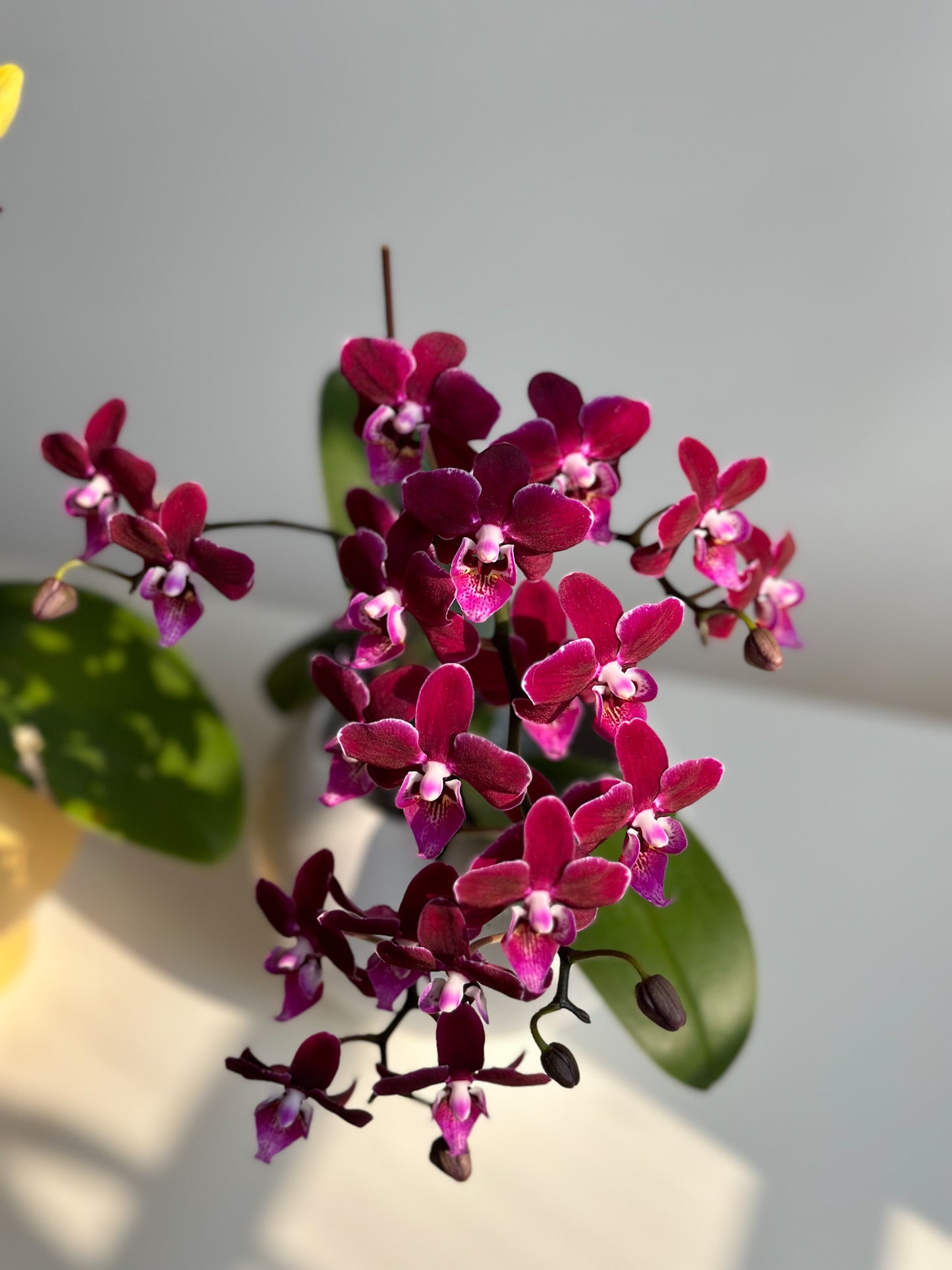 Miniature Phalaenopsis Violet