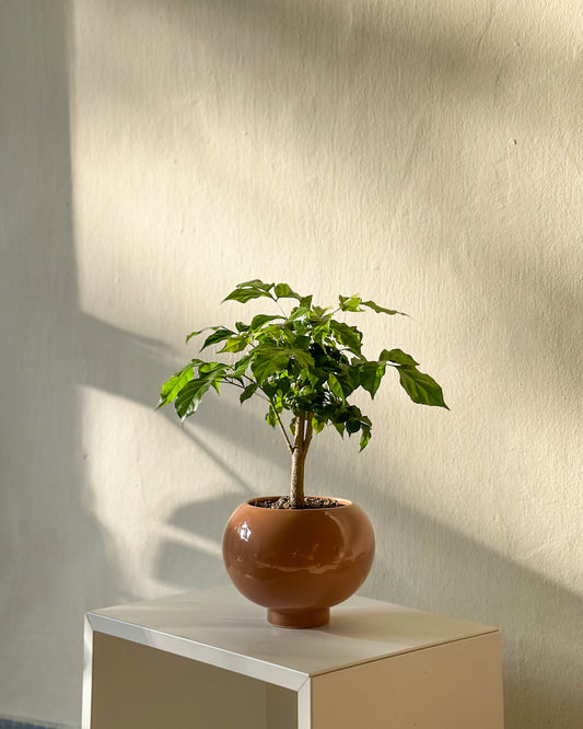 China Doll Plant with Coral Pearl Planter