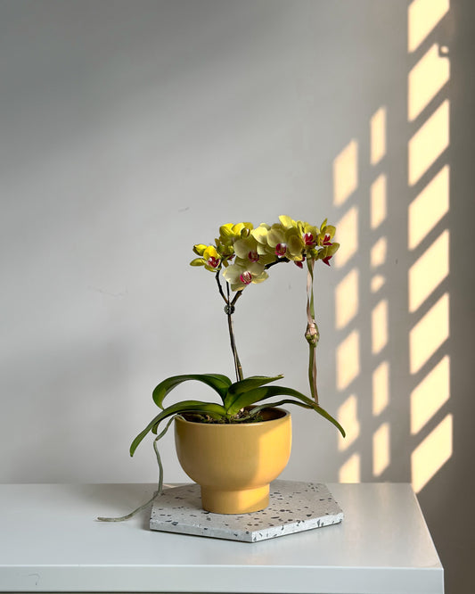 Miniature Phalaenopsis Yellow Sun