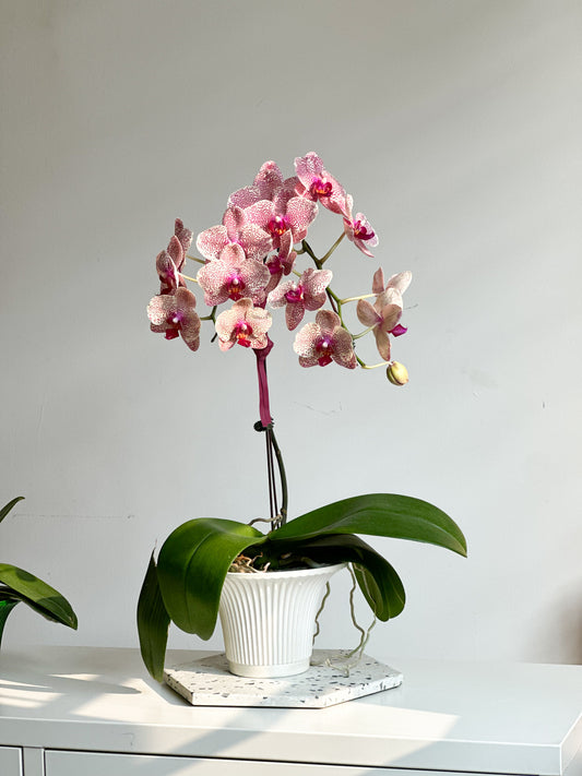 Phalaenopsis Pink Lady