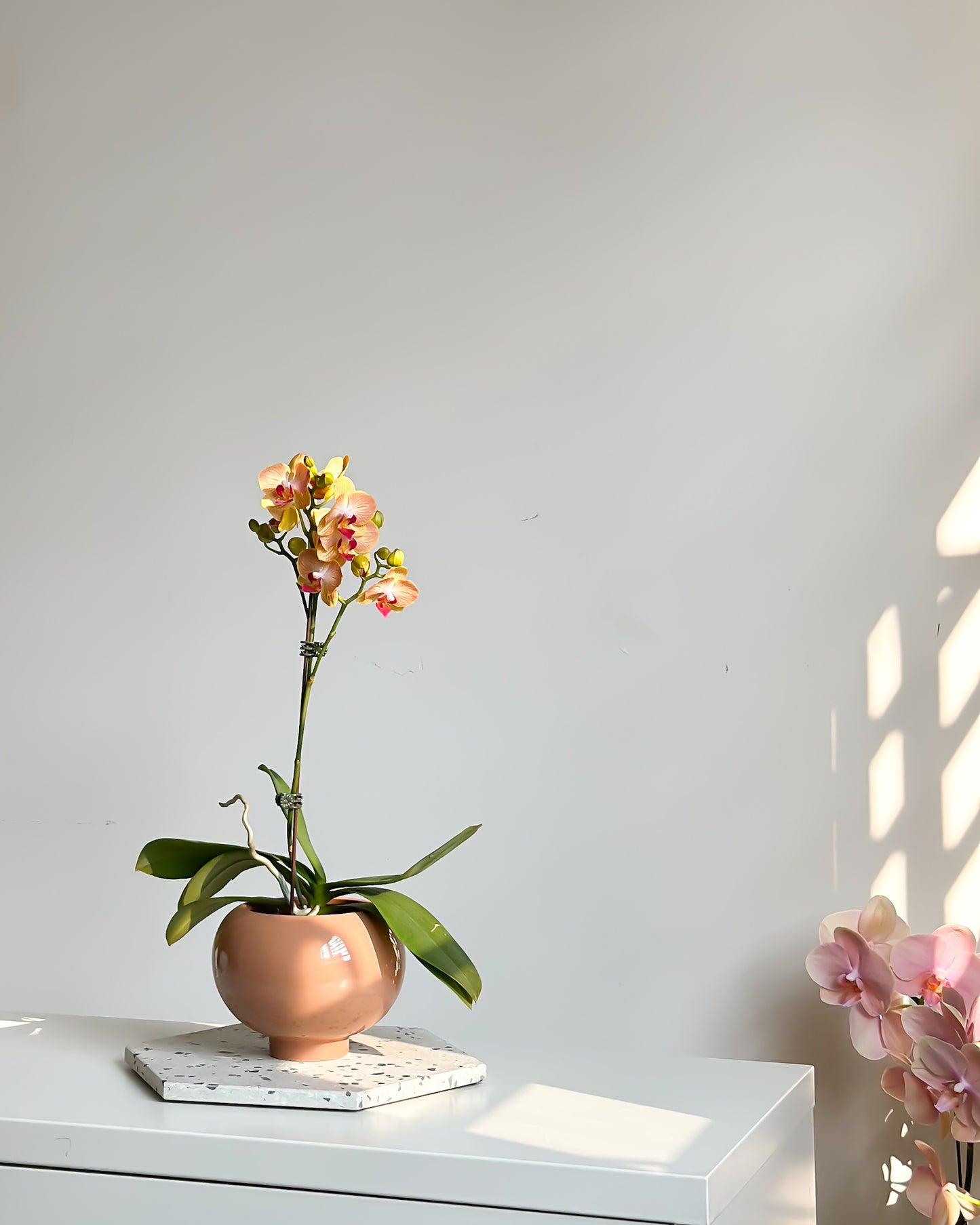 Miniature Phalaenopsis Tangerine