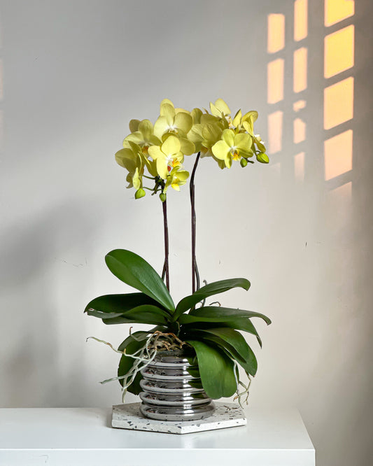 Phalaenopsis Lemon