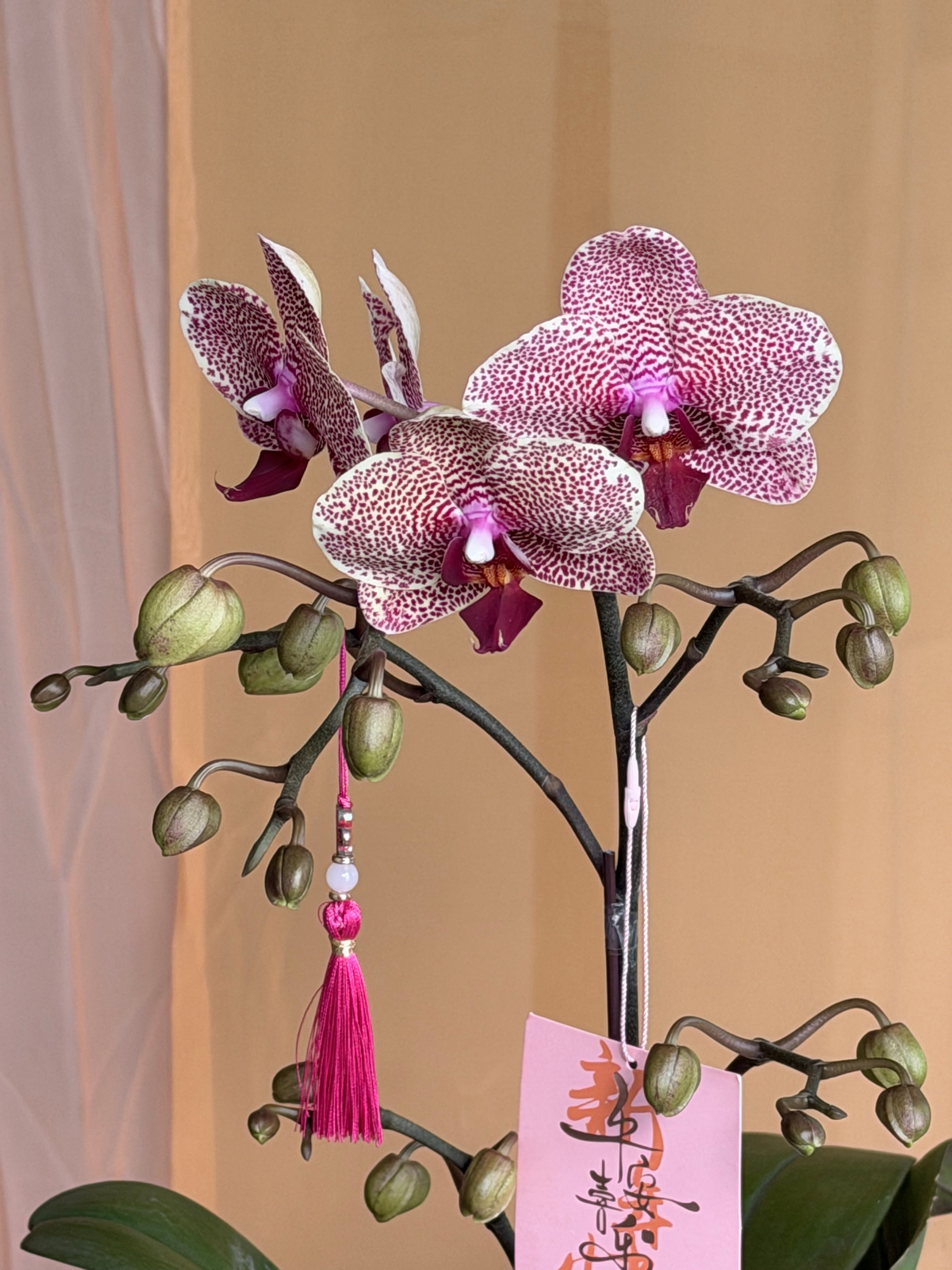 蝴蝶兰 Polka Dot Phalaenopsis (Live Plant)