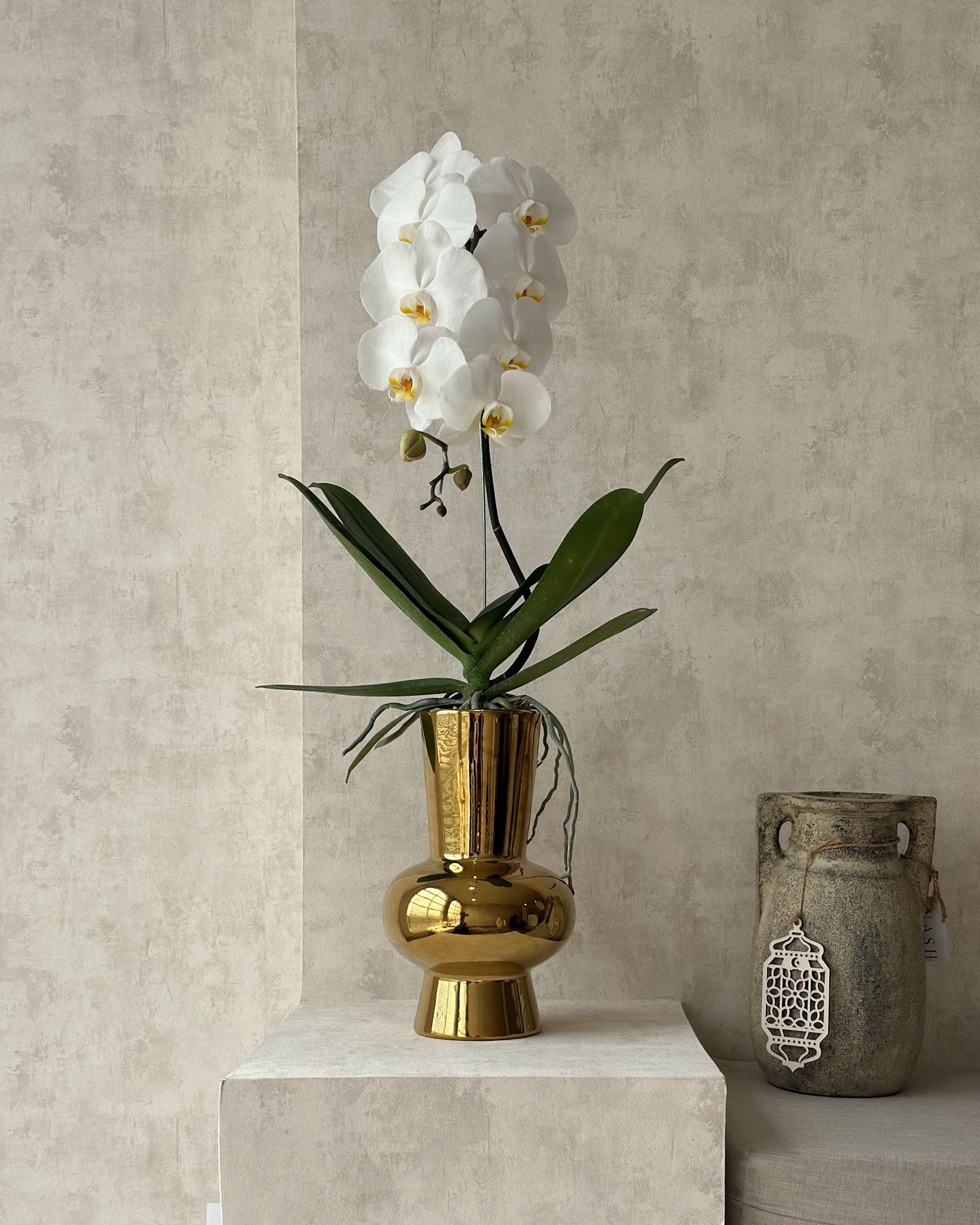 White Phalaenopsis in Gold Vase (Fresh Flower)
