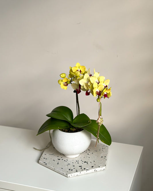 Miniature Phalaenopsis Yellow Sun