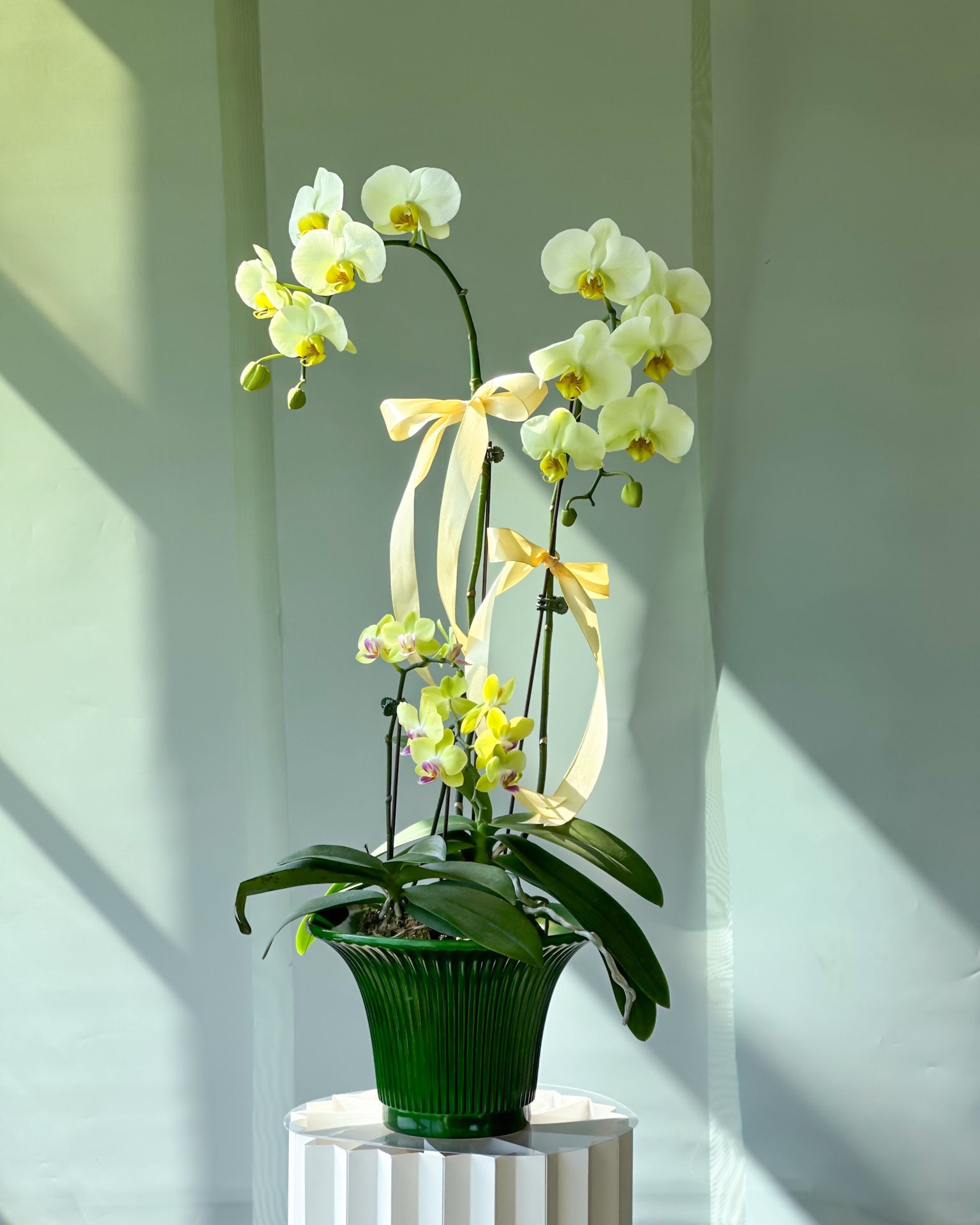 Aurora Yellow Orchid