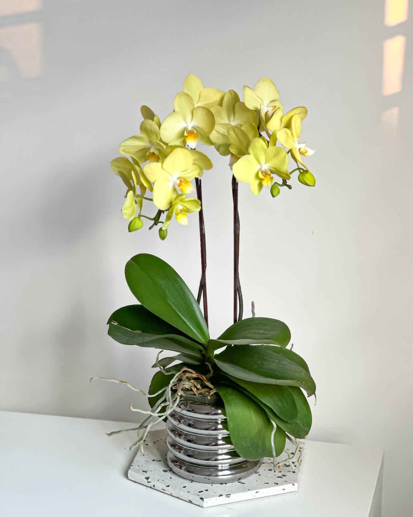 Phalaenopsis Lemon