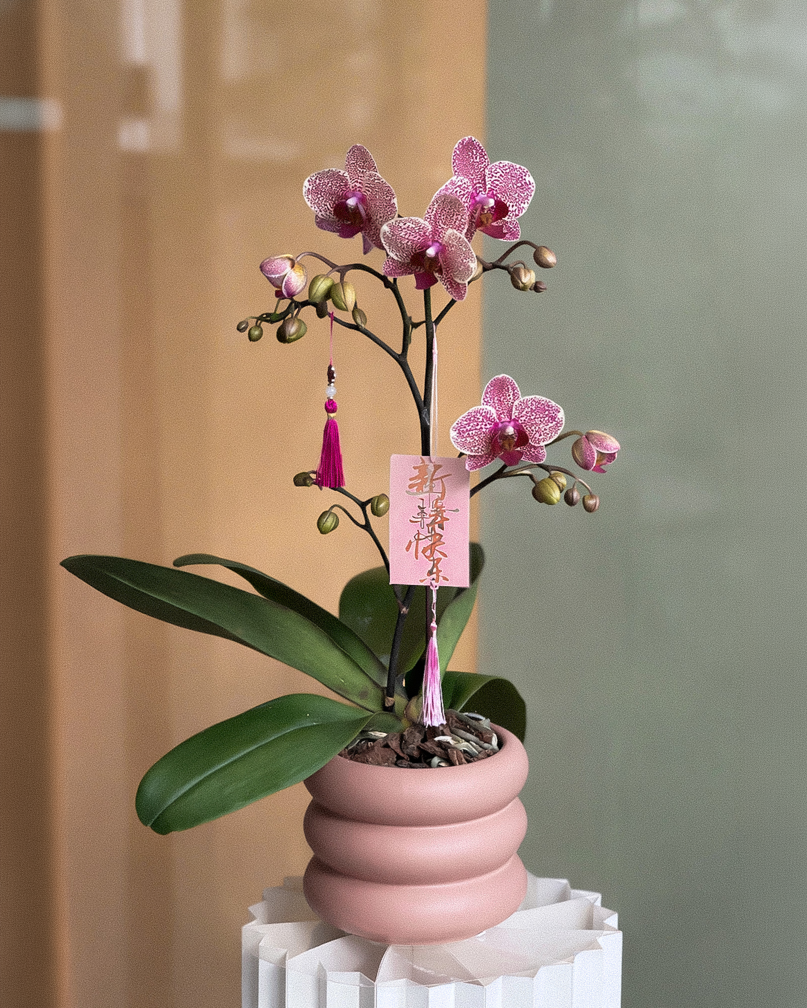 蝴蝶兰 Polka Dot Phalaenopsis (Live Plant)