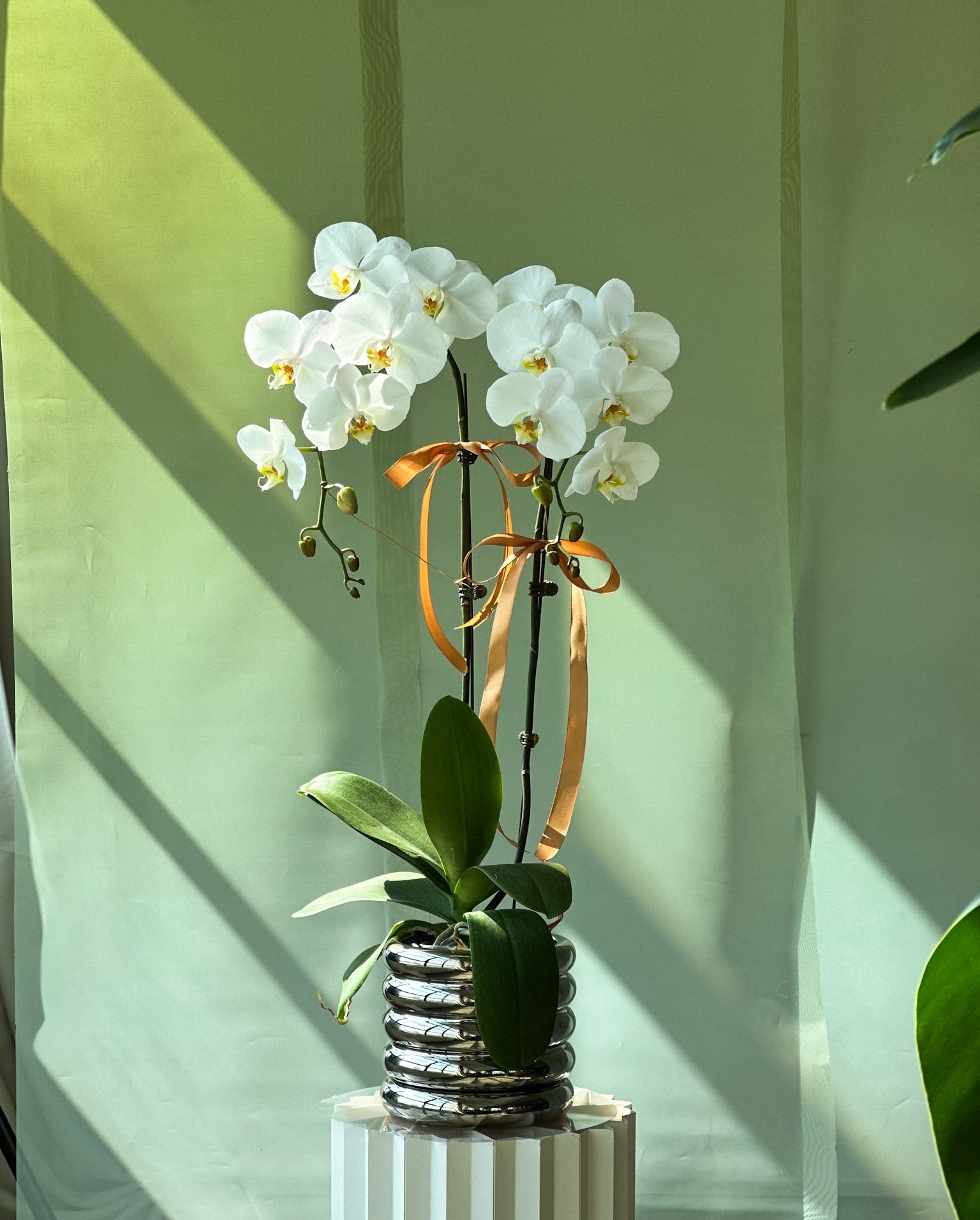 Silver Serenity Orchid