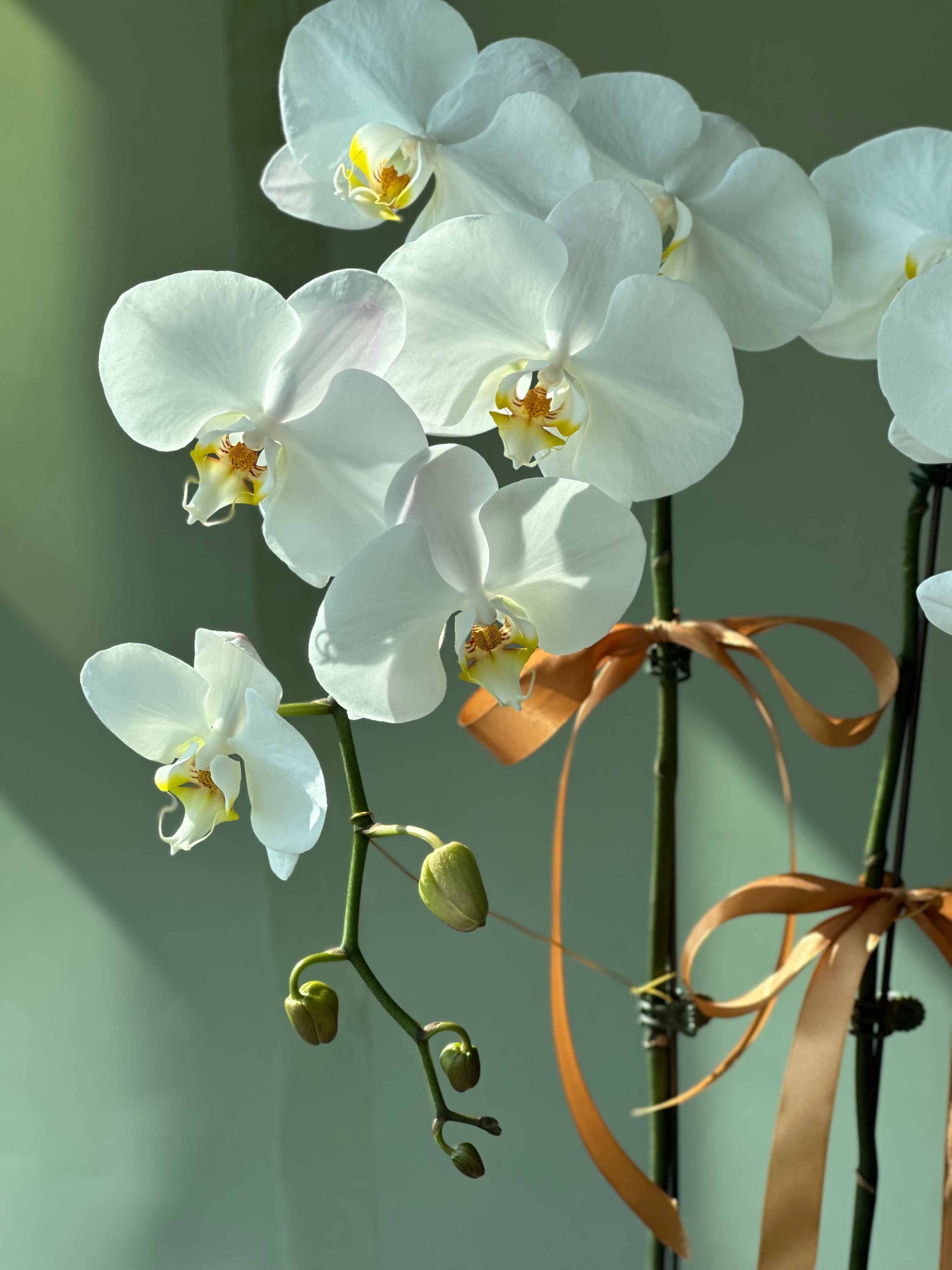 Silver Serenity Orchid