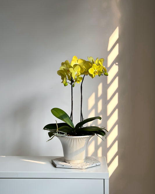 Phalaenopsis Lemon