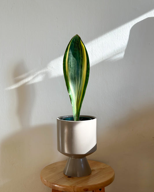 Whale fin styled with Calice Planter