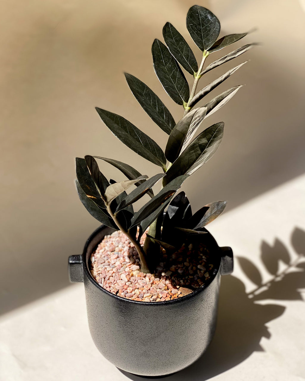 Black Raven with Midi Planter S
