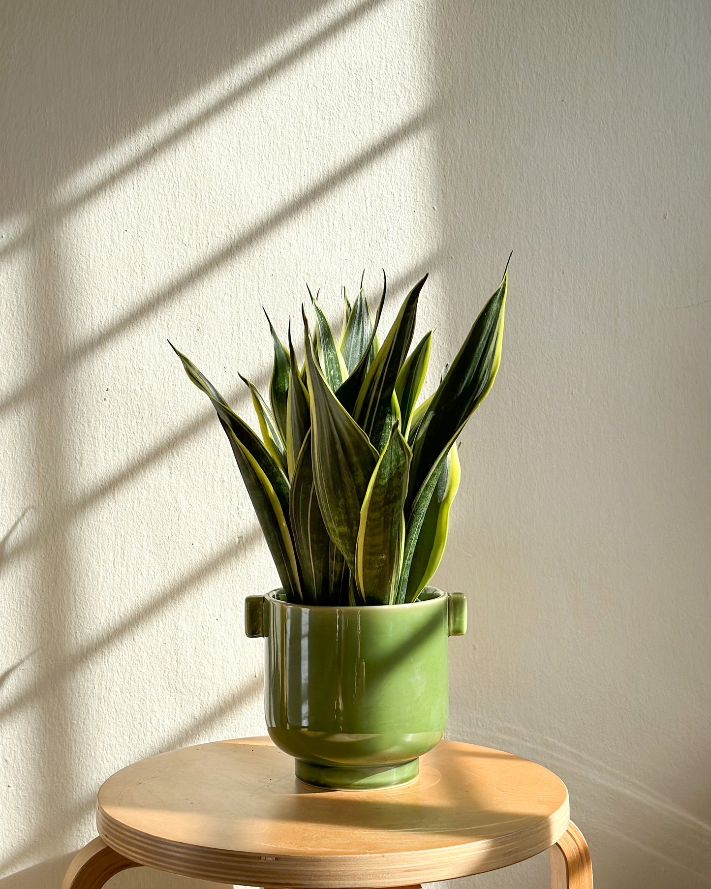 Sansevieria Superba style with Jade Planter