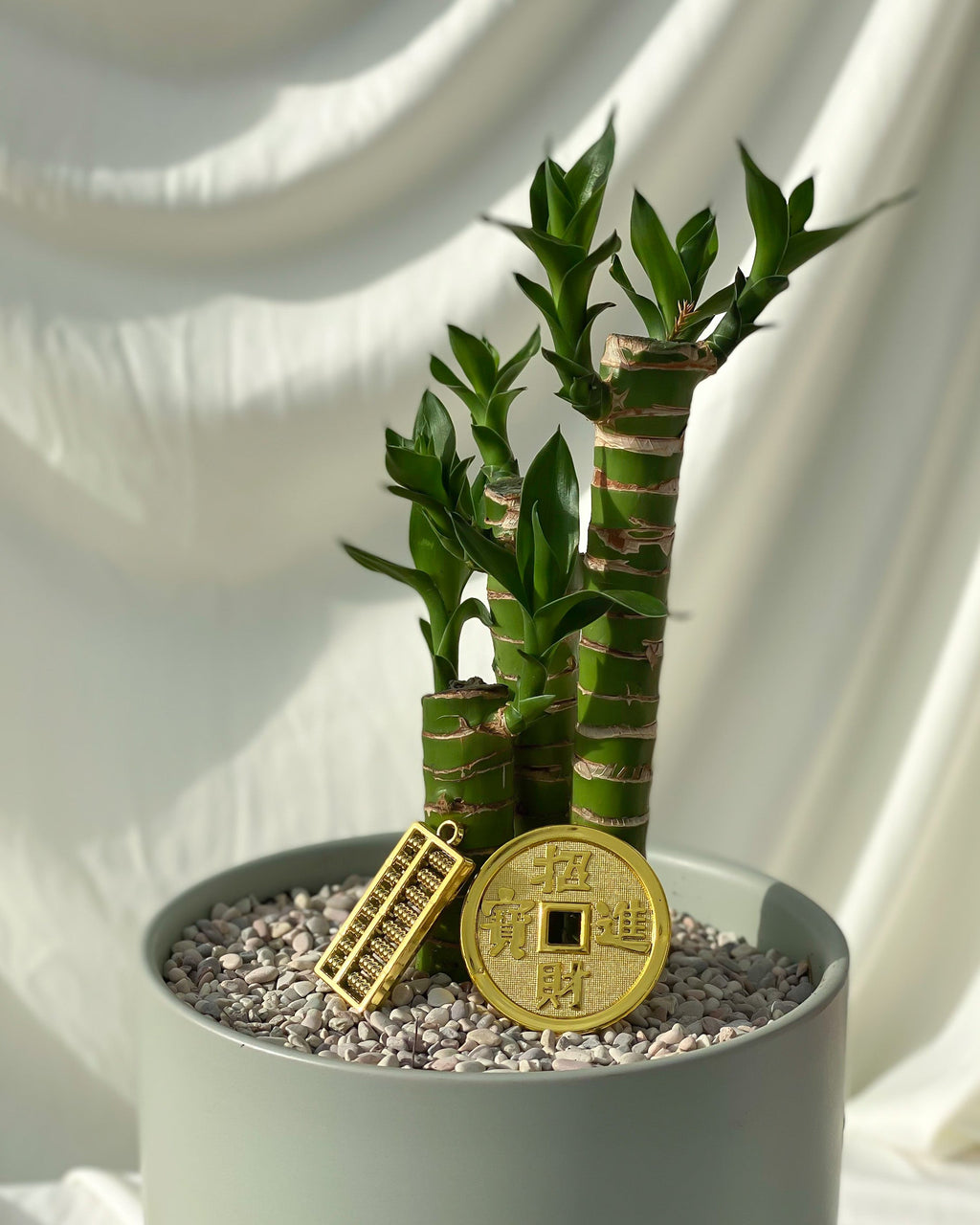 节节高升  Lucky Bamboo styled with Green U Planter