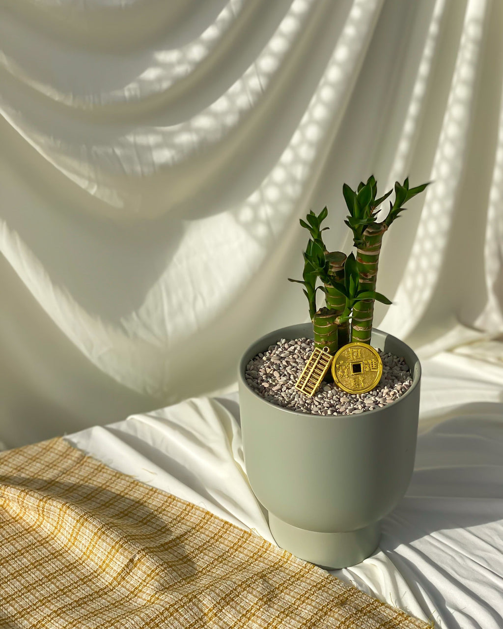 节节高升  Lucky Bamboo styled with Green U Planter