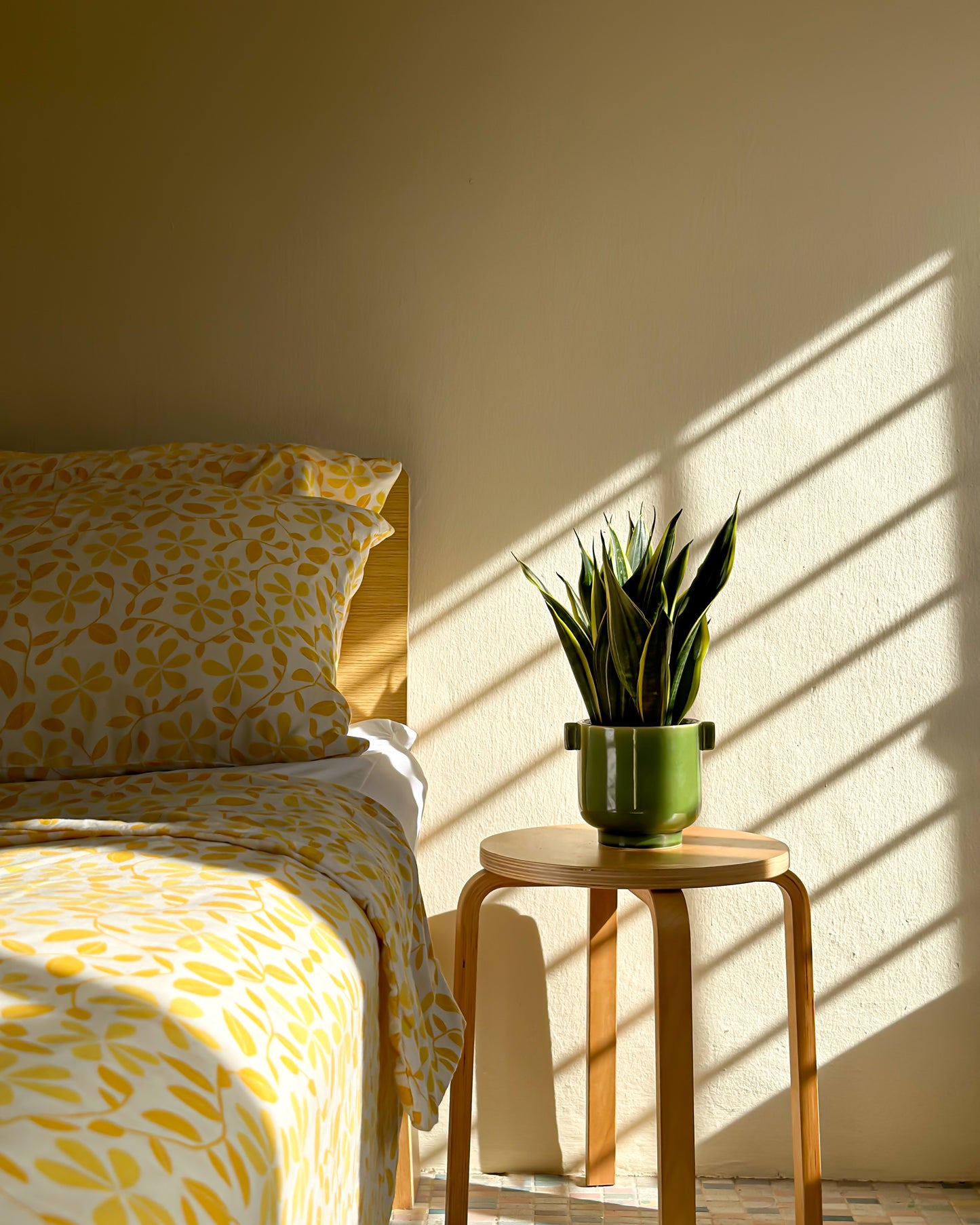 Sansevieria Superba style with Jade Planter