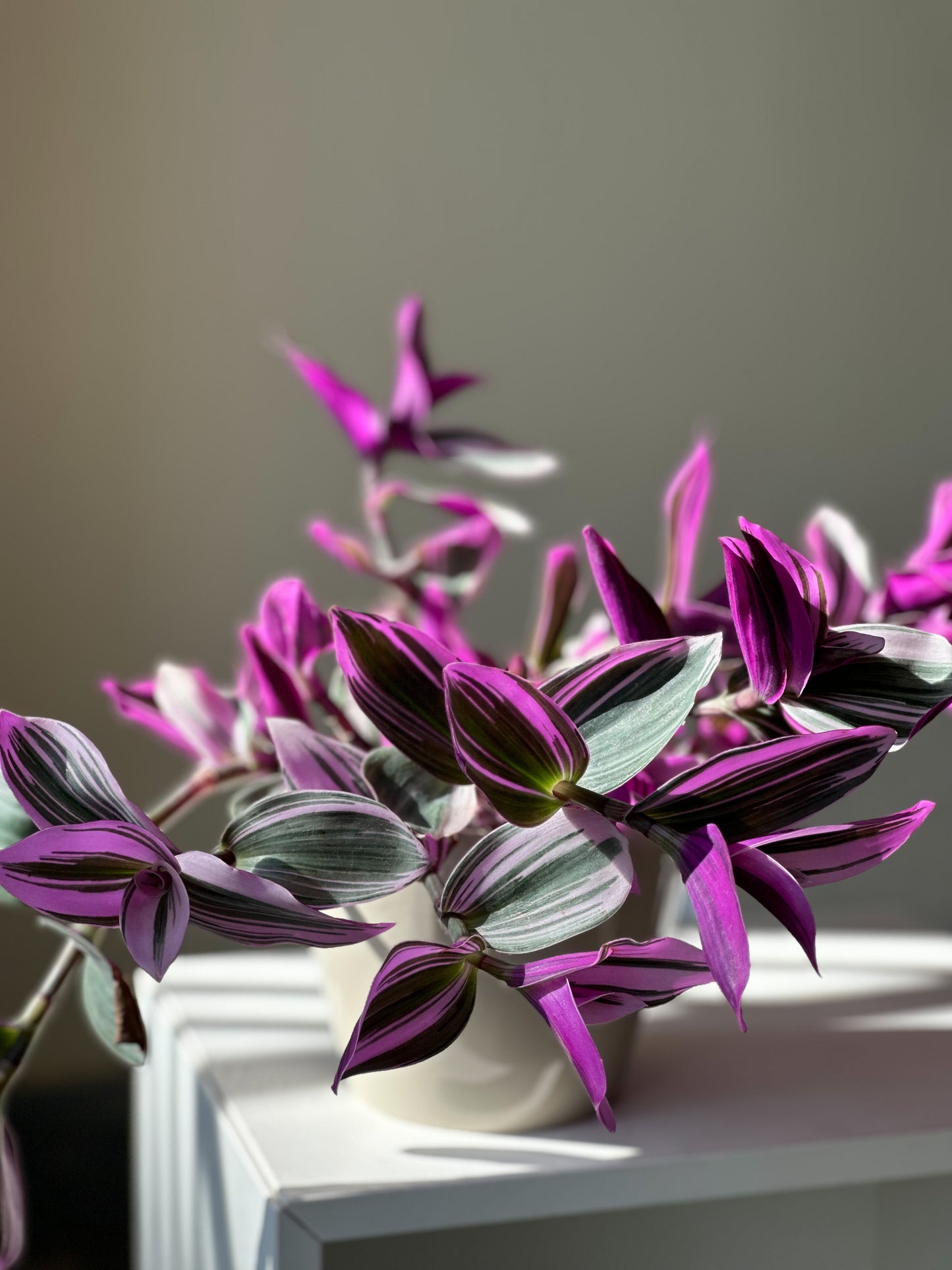 Tradescantia Nanouk styled in White Hira Planter