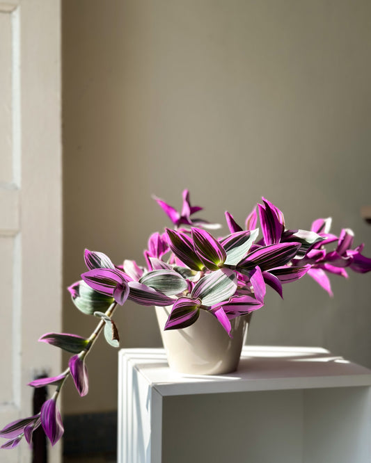 Tradescantia Nanouk styled in White Hira Planter