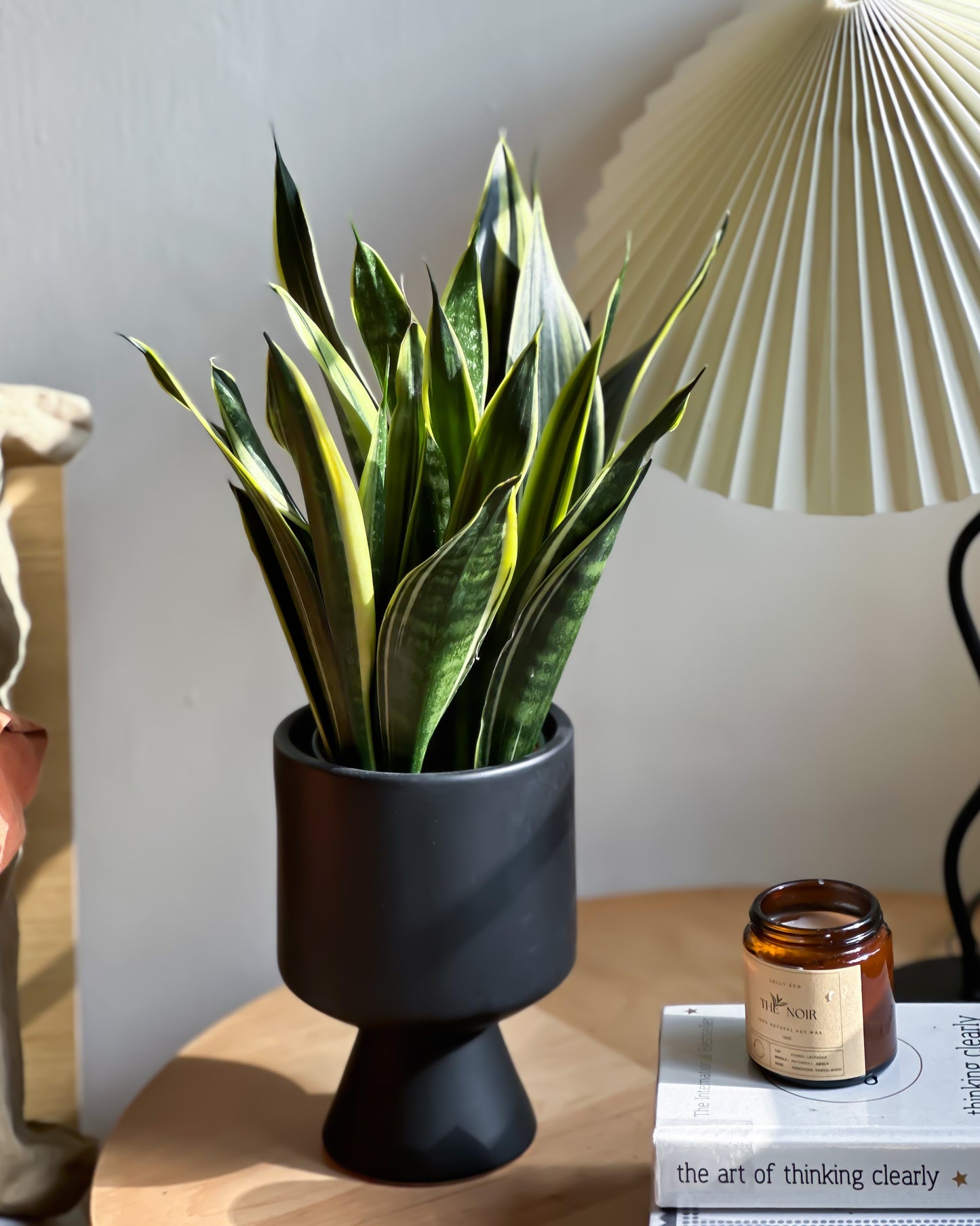 Sansevieria Superba styled with Black Calice Planter