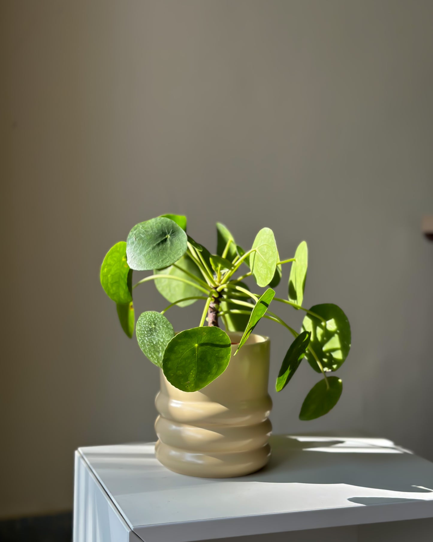 Pilea Peperomia styled with Tin Planter