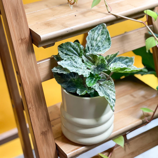 Peperomia Marmorata Pink Lady styled with Tin Tin Planter