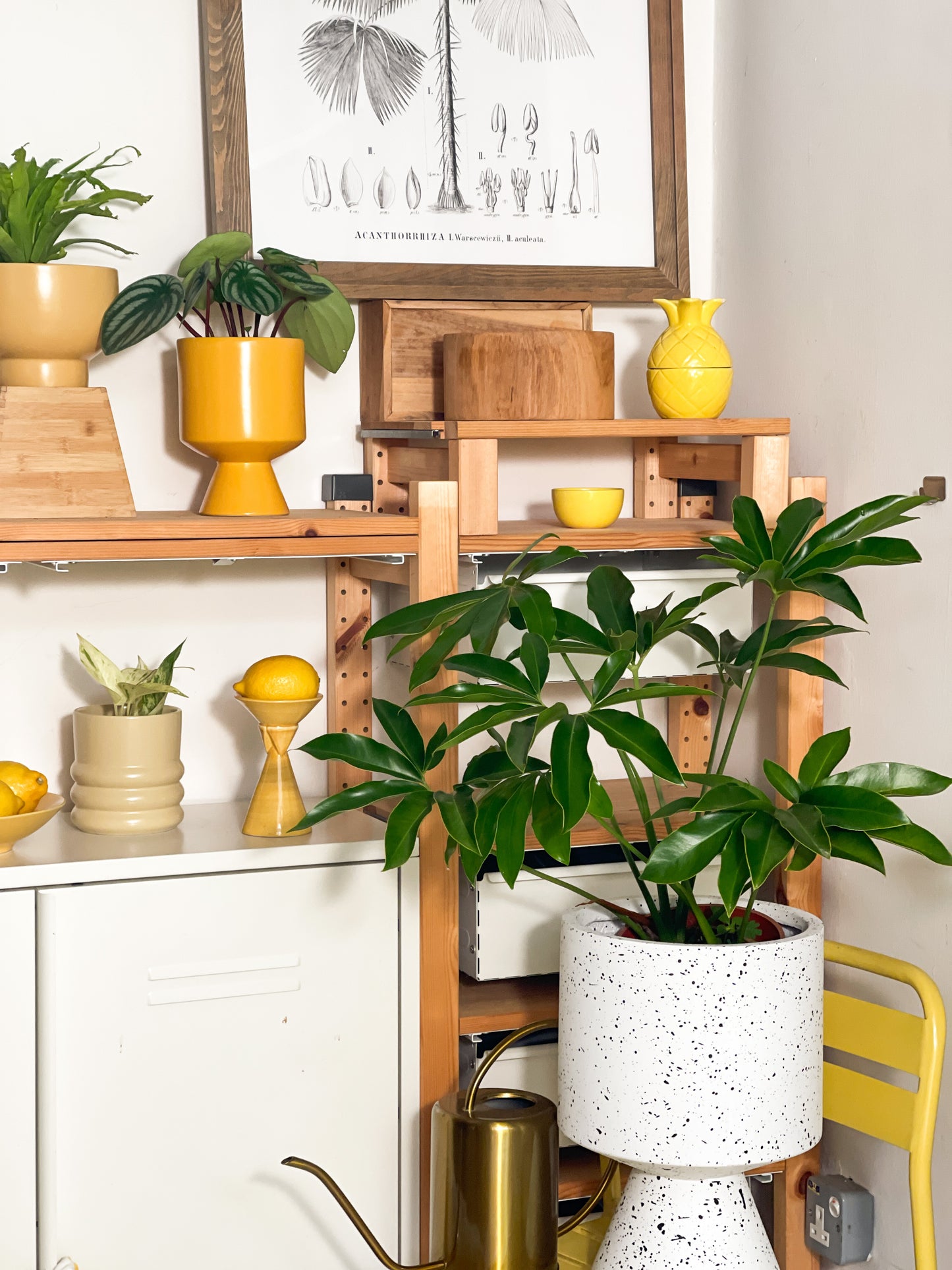 Philodendron Fun Bun styled with White Calice XL