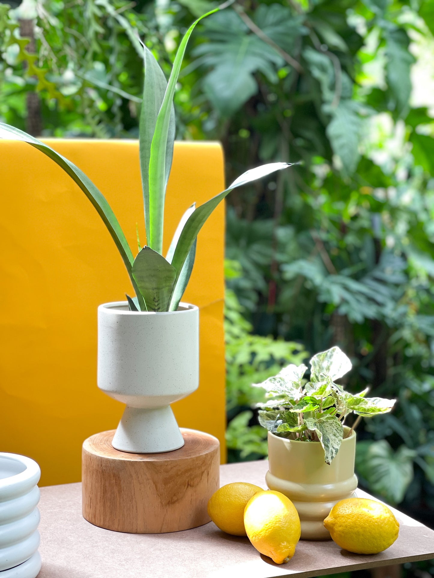 Sansevieria Moonshine style with Calice Planter
