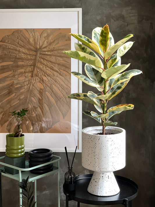 Ficus Elastica styled in White Calice Planter XL