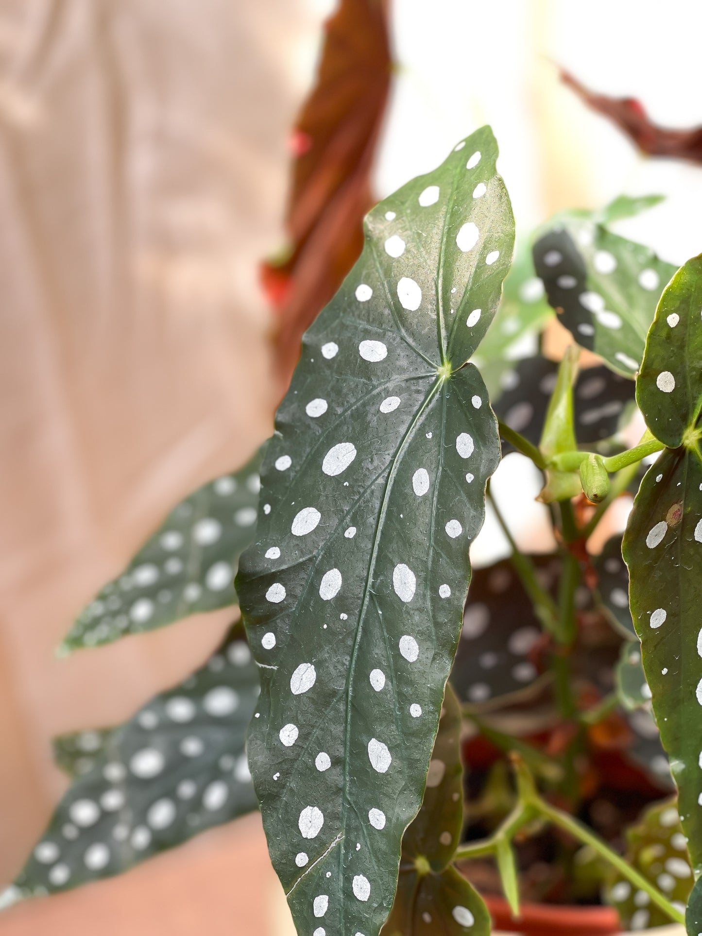 Begonia Maculata styled with Luna Planter