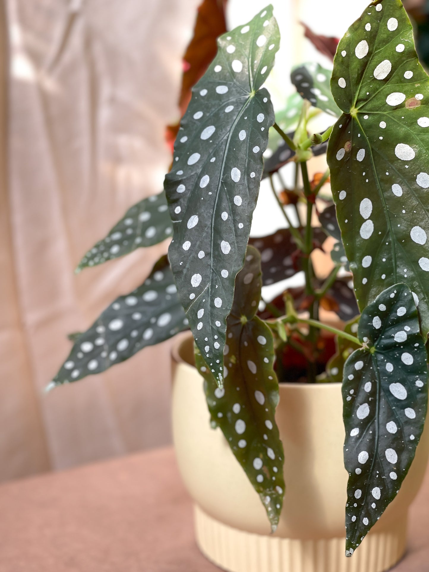 Begonia Maculata styled with Luna Planter