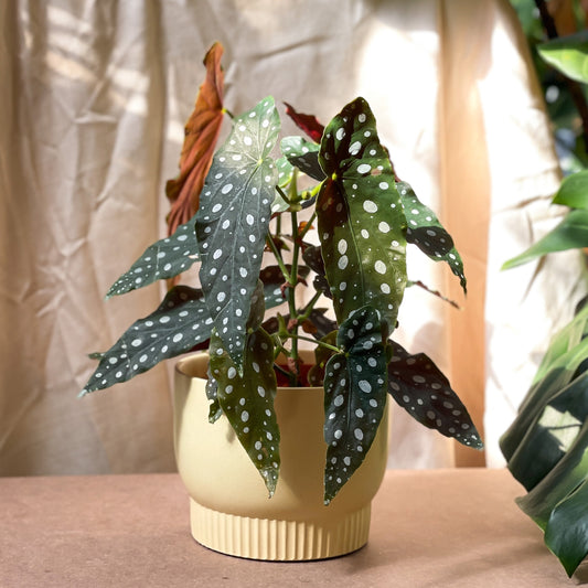 Begonia Maculata styled with Luna Planter