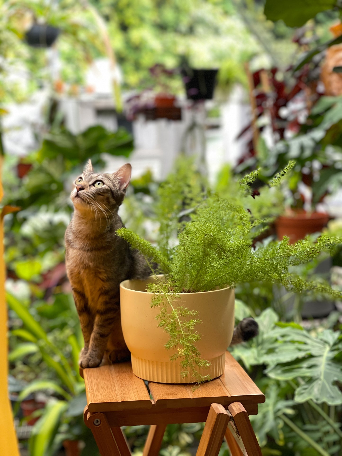 Foxtail Fern styled with Luna Planter