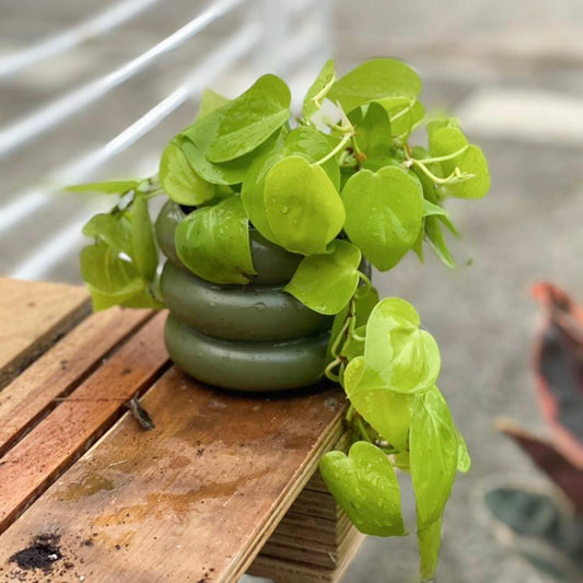 Philodendron Lemon Lime styled with Juniper Wheeler Planter